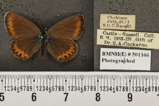 Plebejus argus argus ab. croceovirgatus Tutt, 1909 - BMNHE_501166_153067