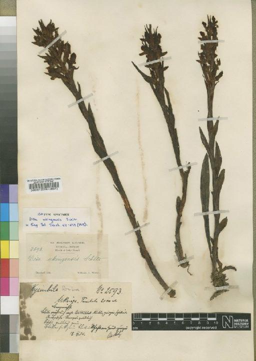 Disa ukingensis Schltr. - BM000042200