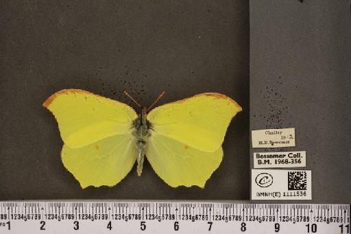 Gonepteryx rhamni rhamni Linnaeus, 1758 - BMNHE_1111536_64726