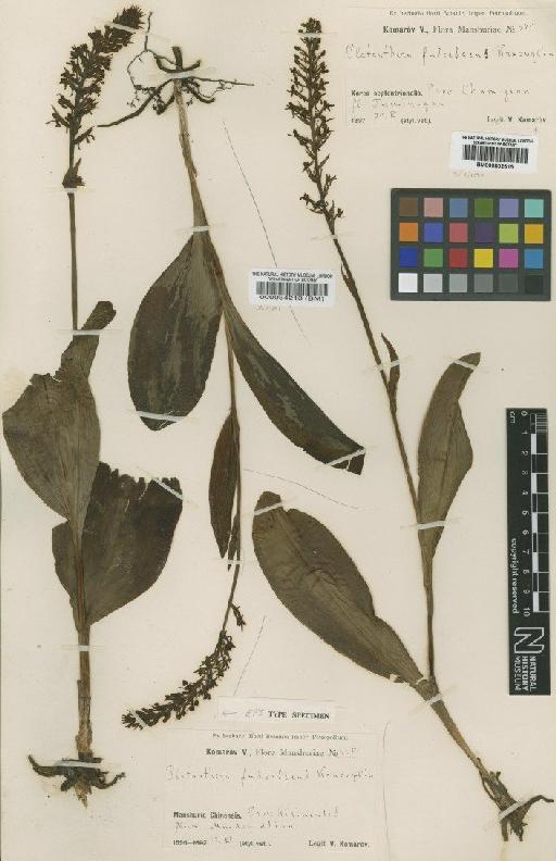 Platanthera fuscescens (L.) Kraenzl. - BM000034213