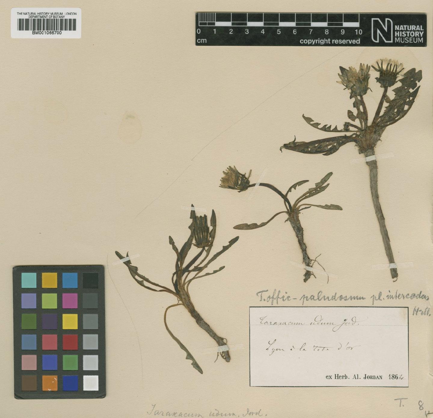 To NHMUK collection (Taraxacum udum Jord.; TYPE; NHMUK:ecatalogue:2229784)