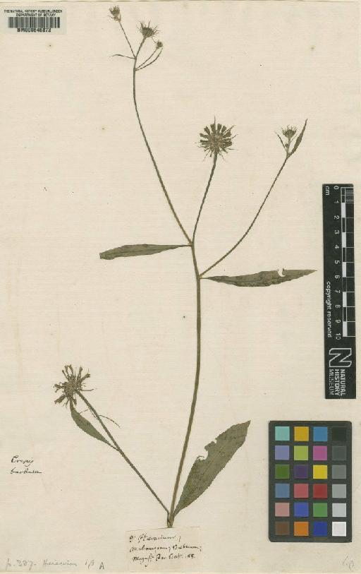 Crepis barbata L. - BM000646872