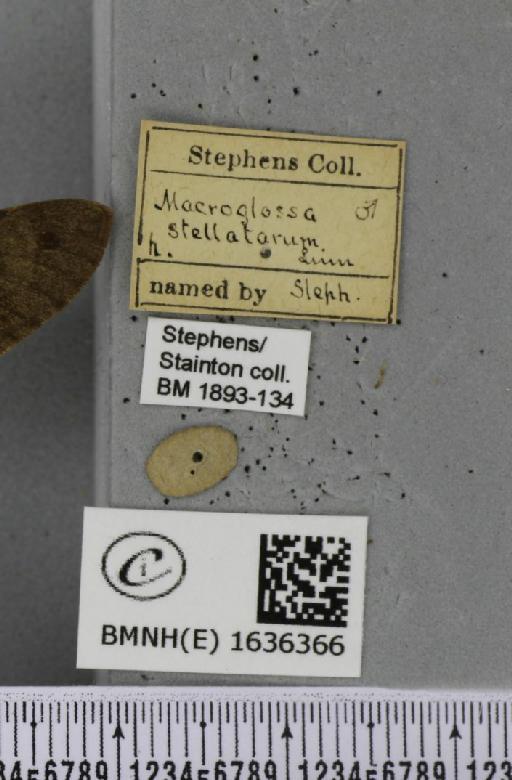 Macroglossum stellatarum (Linnaeus, 1758) - BMNHE_1636366_label_206085