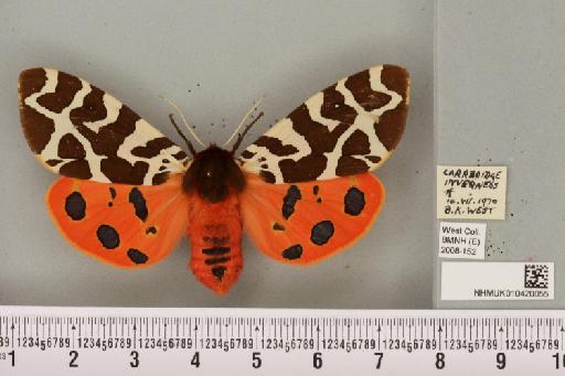 Arctia caja (Linnaeus, 1758) - NHMUK_010420055_533044