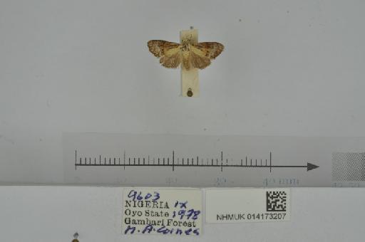 Meganola Dyar, 1898 - NHMUK_014173207_Meganola_spindet_female_Nigeria_D.JPG