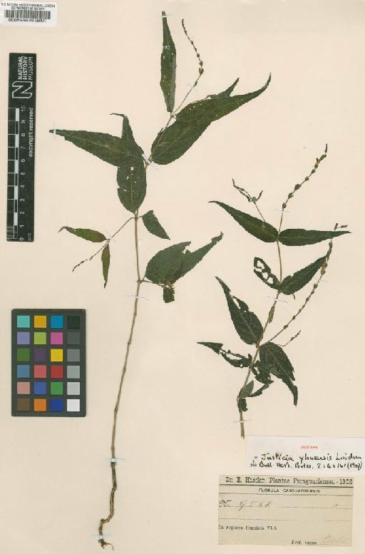 Justicia axillaris (Nees) Lindau - BM000549639