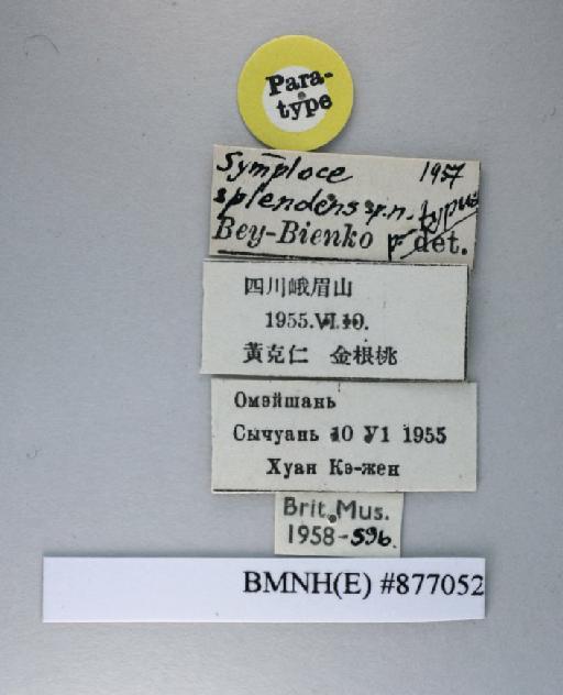 Symploce splendens Bei-Bienko, 1957 - Symploce splendens Bei-Bienko, 1957, unsexed, paratype, labels. Photographer: Aging Wang. BMNH(E)#877052