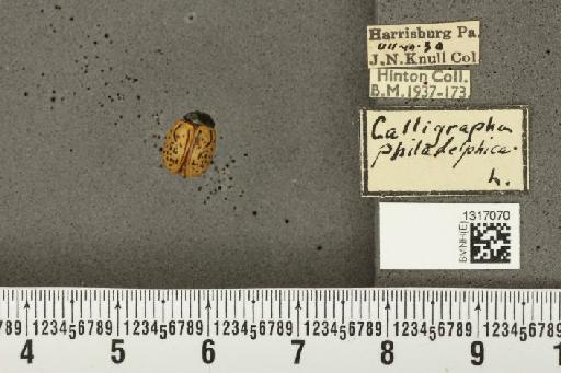 Calligrapha (Polyspila) philadelphica (Linnaeus, 1758) - BMNHE_1317070_15946