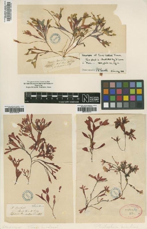 Coccotylus truncatus (Pall.) M.J.Wynne & J.N.Heine - BM001038751