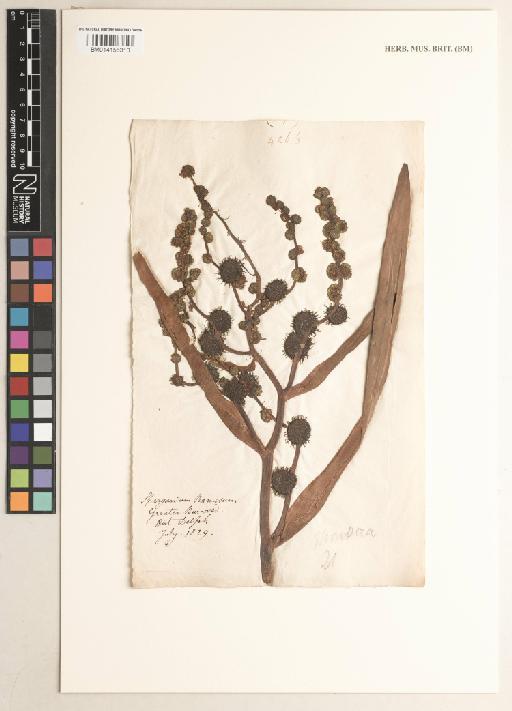 Sparganium ramosum Huds. - 014156310