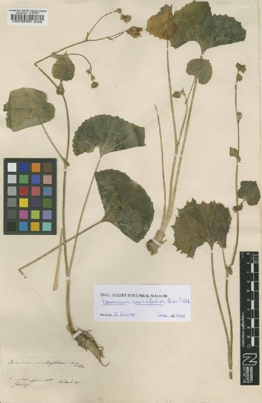 Doronicum cacaliifolium Boiss. & Heldr. - BM000059334