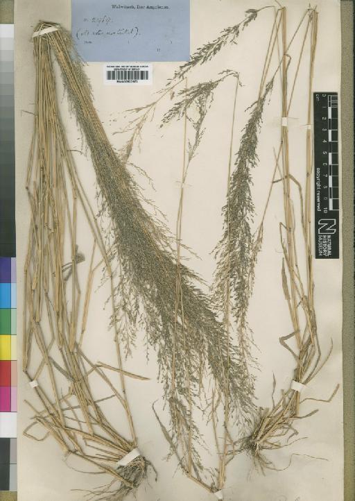 Eragrostis agrostoidea var. speciosa Rendle - BM000922973