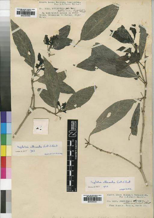 Psychotria albicaulis Scott-Elliot - BM000903365