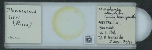 Planococcus citri Risso, 1813 - 010150630_117588_1101300