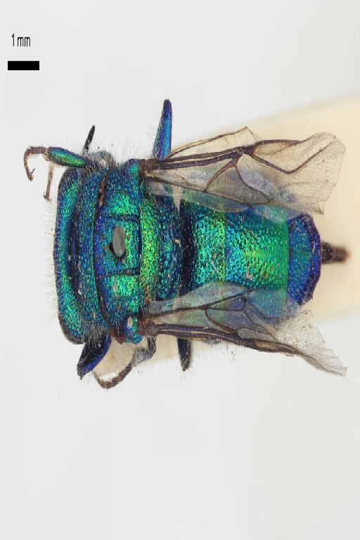 Chrysis alticola Mocsary, A., 1914 - Chrysis_alticola-BMNH(E)#970893_type-dorsal-1_25X