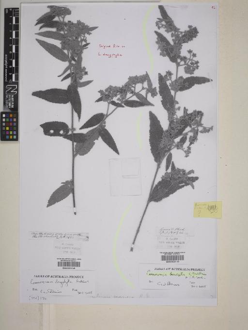 Commersonia dasyphylla Andrews - BM000820149_photocopy