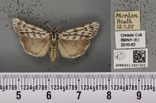 Coscinia cribraria bivittata (South, 1900) - BMNHE_1667265_283339