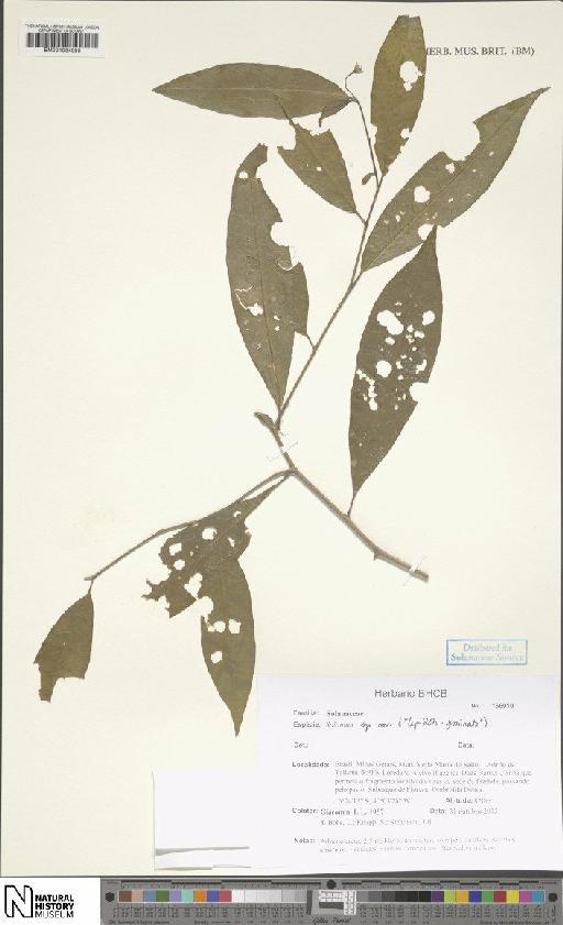 Solanum lissum Giacomin & S.Knapp - BM001034883