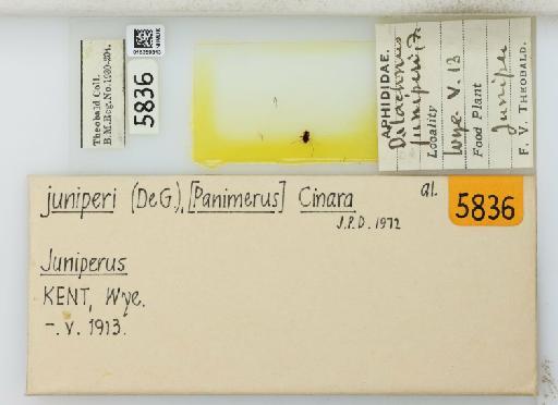 Cinara (Cupressobium) juniperi De Geer, 1773 - 015259813_113020_1093869_835815_NoStatus