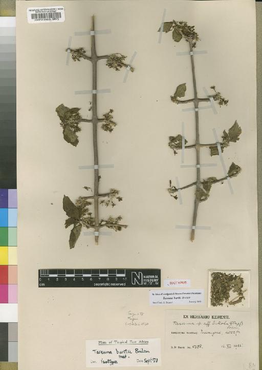 Tarenna burttii Bridson - BM000528168