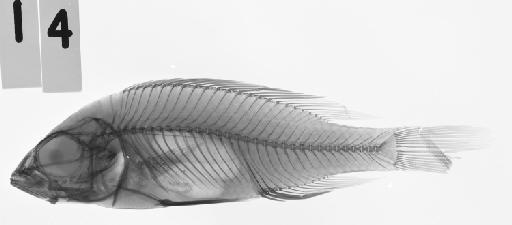 Haplochromis nigripinnis Regan, 1921 - BMNH 1914.4.8.14, HOLOTYPE, Haplochromis eduardii , radiograph