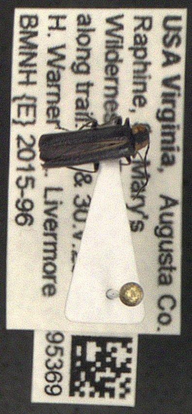 Rhagonycha Eschscholtz, 1830 - Coleoptera 010095369