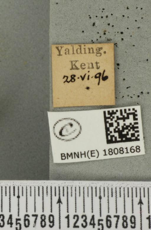 Pasiphila rectangulata (Linnaeus, 1758) - BMNHE_1808168_label_378272