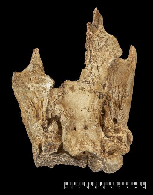 Scelidotherium leptocephalum Owen, 1840 - NHMUK PV M 82206 A (a) (2).tif