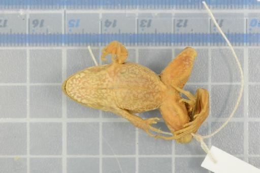 Ptychadena cooperi - 1947.2.1.14_Image002