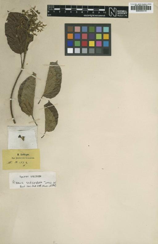 Premna subcordata Turcz. - BM000950193