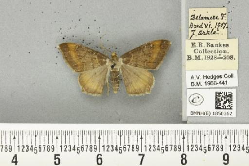 Macaria liturata (Clerck, 1759) - BMNHE_1850362_421665
