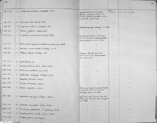 Phtisica marina parvorder Caprellidira Slabber, 1778 - Zoology Accessions Register: Crustacea: 1984 - 1991: page 85