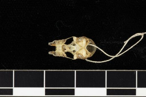 Rhinolophus blythi Andersen, 1918 - 1918_8_3_2-Rhinolophus_blythi-Holotype-Skull-occlusal