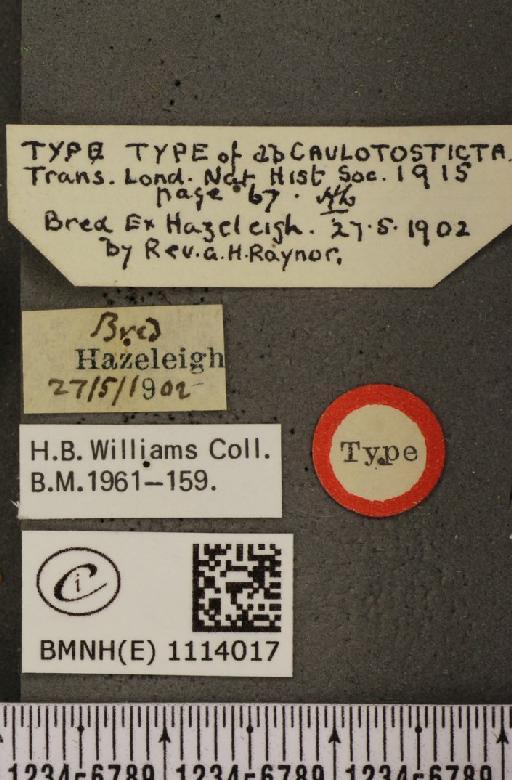 Anthocharis cardamines britannica ab. caulotosticta Williams, 1915 - BMNHE_1114017_label_66654