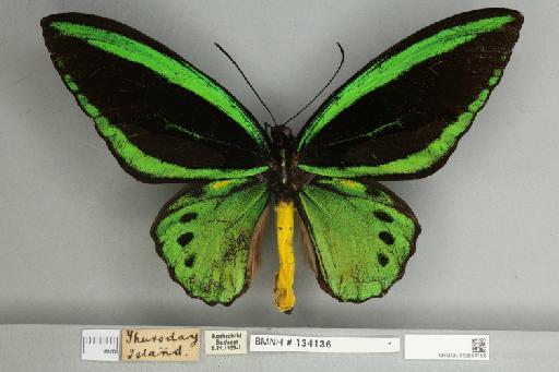 Ornithoptera priamus pronomus Gray, 1852 - 013604158__