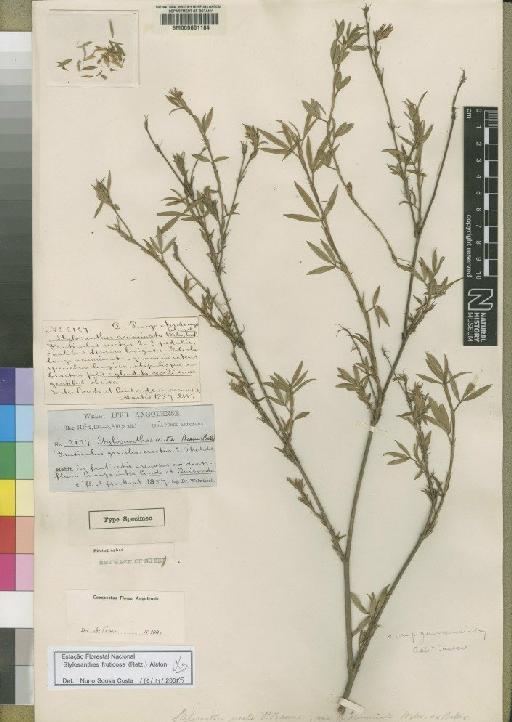 Stylosanthes erecta var. acuminata Welw. ex Baker - BM000601184