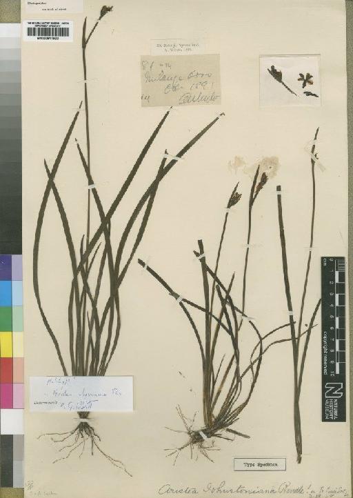 Aristea alata subsp. abyssinica (Pax) Weim. - BM000911922