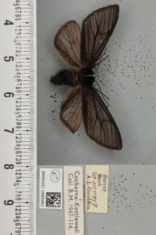 Lycia hirtaria ab. nigra Cockayne, 1948 - BMNHE_1889481_457736