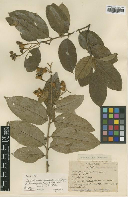 Lagerstroemia cochinensis var. ovalifolia Furtado - BM000944583