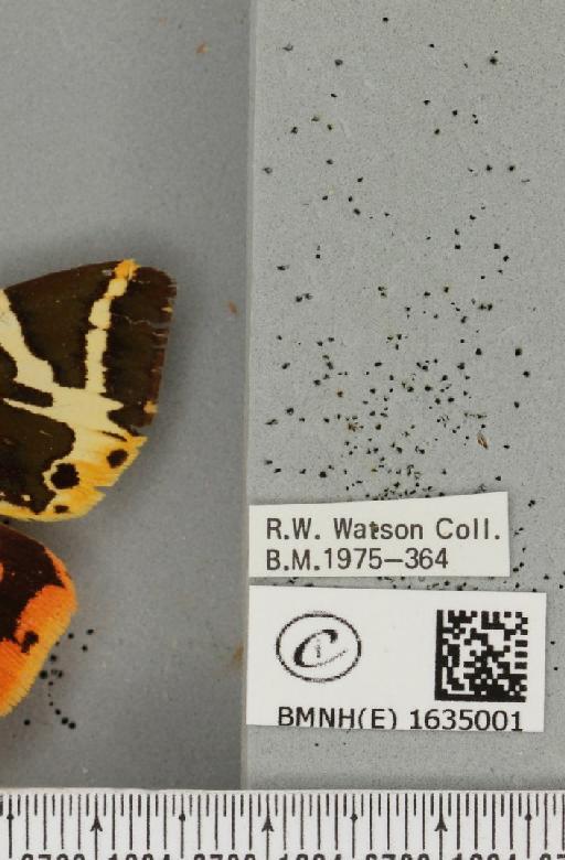 Euplagia quadripunctaria (Poda, 1761) - BMNHE_1635001_label_209096