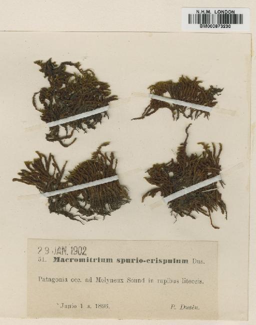 Macromitrium spuriocrispulum Dusén - BM000873230