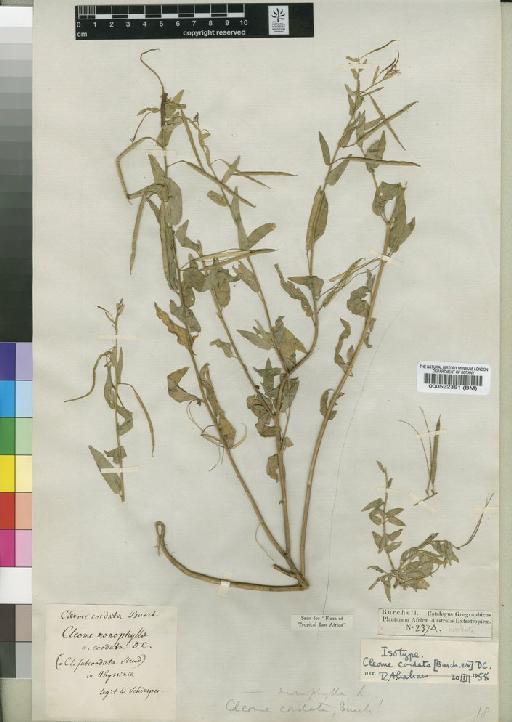 Cleome monophylla L. - BM000522361