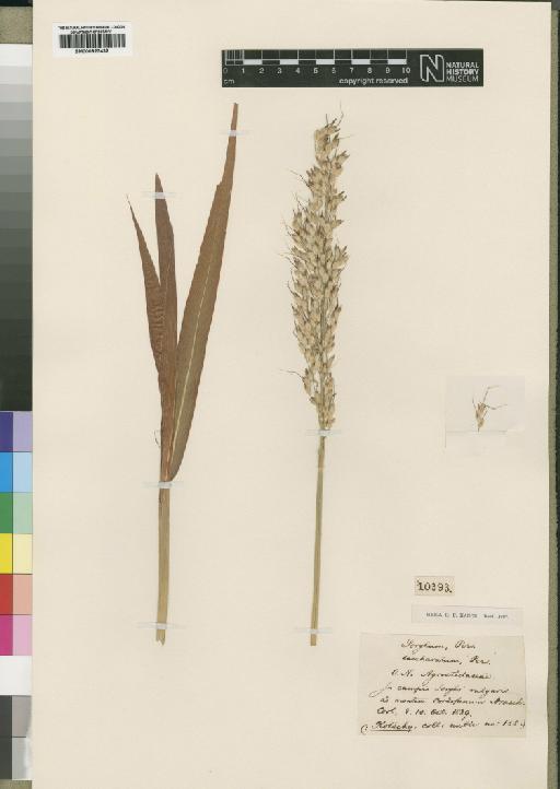 Sorghum aethiopicum (Hack.) Rupr. ex Stapf - BM000923432