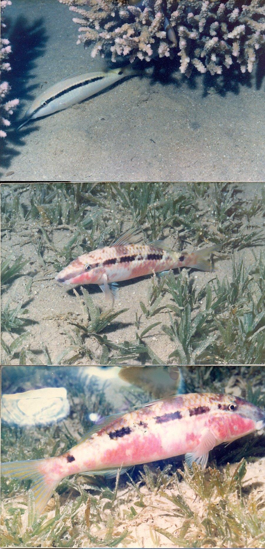 Centropomus armatus