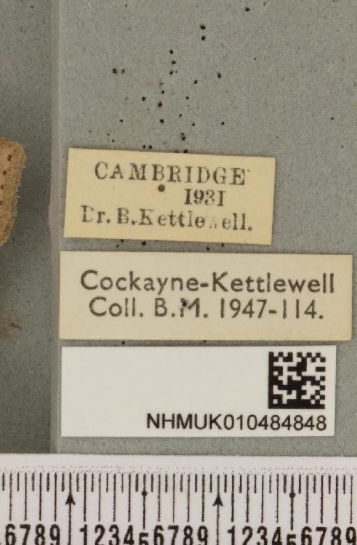 Lygephila pastinum ab. ludicra Haworth, 1809 - NHMUK_010484848_label_540796