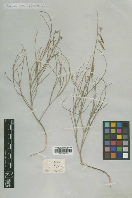 Astragalus diversifolius A.Gray - BM001042683
