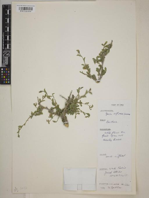 Grewia erythraea - BM013838684