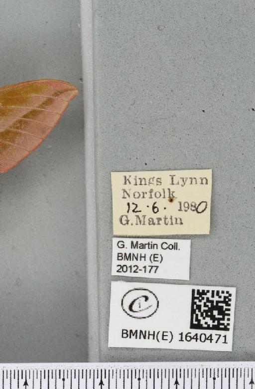 Deilephila elpenor (Linnaeus, 1758) - BMNHE_1640471_label_241067