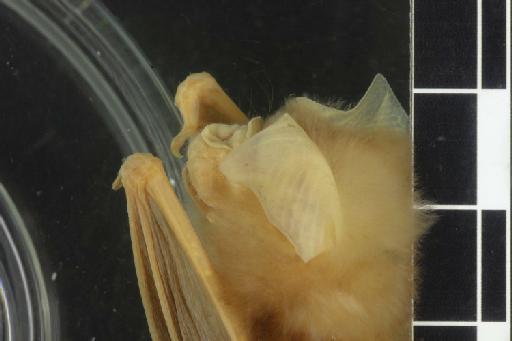 Hipposideros dyacorum Thomas, 1902 - 1894_9_29_16-Hipposideros_dyacorum-Holotype-Noseleaf-lateral-1