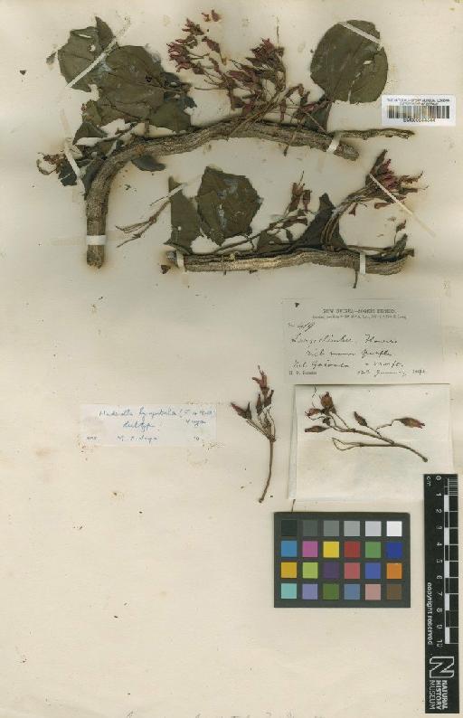 Hederella lynpetala (F.Muell.) M.P. Nayar - BM000944544